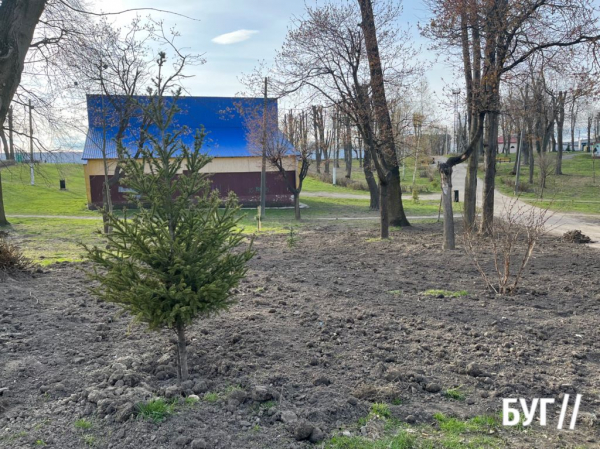 У Нововолинську висадили нові дерева в парку | Новини Нововолинська У Нововолинську висадили нові дерева в парку | Новини Нововолинська