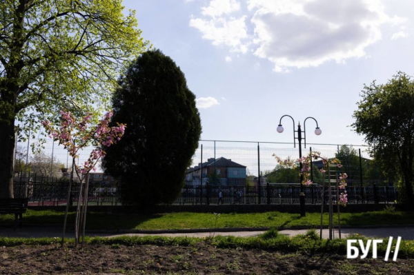 Фото дня: у Нововолинську зацвіли сакури | Новини Нововолинська Фото дня: у Нововолинську зацвіли сакури | Новини Нововолинська