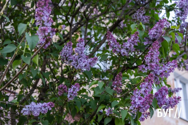 Фото дня: у Нововолинську стартував сезон цвітіння бузку | Новини Нововолинська