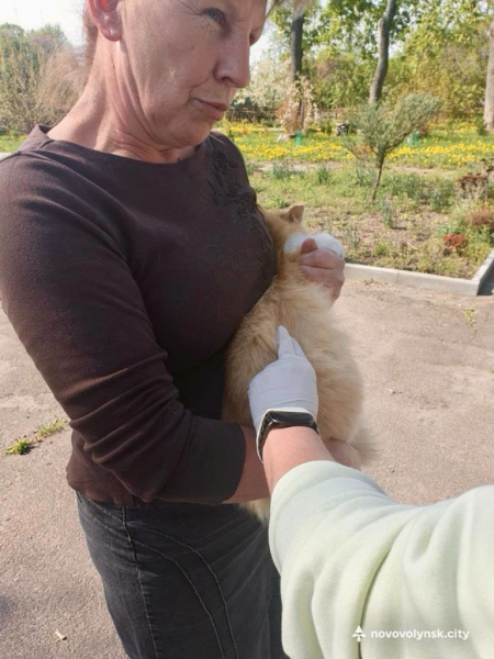 У Нововолинській громаді безкоштовно вакцинували домашніх тварин від сказу | Новини Нововолинська