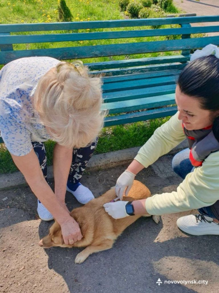 У Нововолинській громаді безкоштовно вакцинували домашніх тварин від сказу | Новини Нововолинська