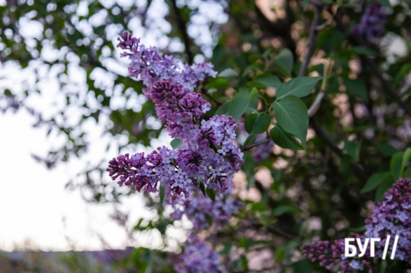 Фото дня: у Нововолинську стартував сезон цвітіння бузку | Новини Нововолинська