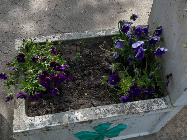 У Нововолинську з квіткових ваз з корінням вирвали фіалки | Новини Нововолинська