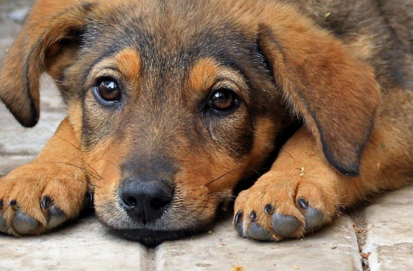 У Нововолинську невідомі спалили собаку | Новини Нововолинська У Нововолинську невідомі спалили собаку | Новини Нововолинська