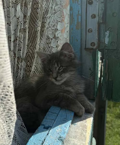 Фото дня: сліпе кошеня, яке знайшла жінка-переселенка, у пошуку родини | Новини Нововолинська