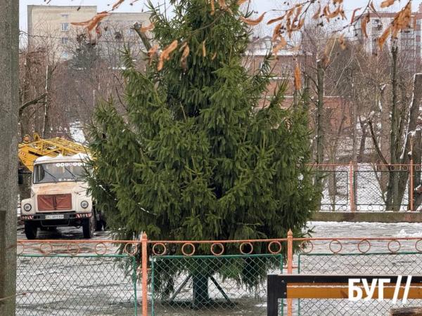 Фото дня: у міському парку встановили головну ялинку Нововолинська | Новини Нововолинська