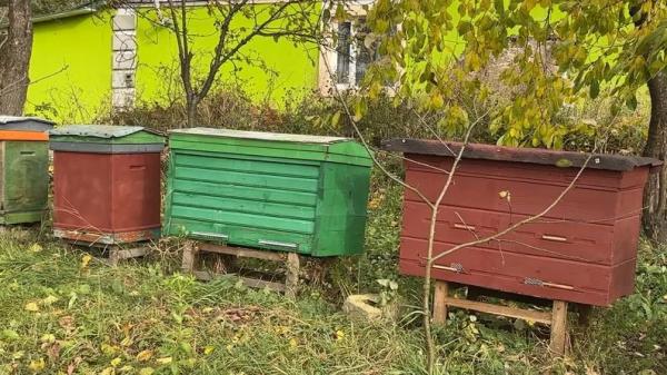 22-річна нововолинянка доглядає пасіку зниклого на війні батька | Новини Нововолинська