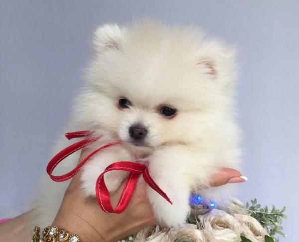 ТОП-5 елітних порід цуценят у Нововолинську і скільки вони коштують | Новини Нововолинська ТОП-5 елітних порід цуценят у Нововолинську і скільки вони коштують | Новини Нововолинська