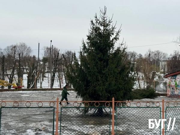Фото дня: у міському парку встановили головну ялинку Нововолинська | Новини Нововолинська