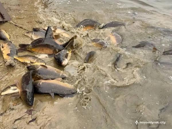 У Нововолинське озеро запустили майже пів тонни риби | Новини Нововолинська
