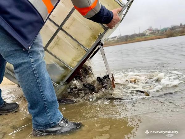 У Нововолинське озеро запустили майже пів тонни риби | Новини Нововолинська