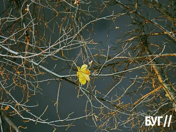 Фото дня: останній листок осені | Новини Нововолинська
