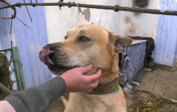 Життя після окупації на Херсонщині: як село біля фронту вижило та повертається до життя - 28 грудня 2025 :: Донеччина