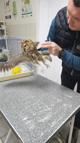 У Нововолинську врятували сову, яка вдарилася в автомобіль | Новини Нововолинська