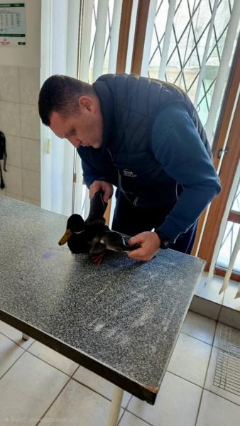 У Нововолинську врятували замерзлу дику качку | Новини Нововолинська