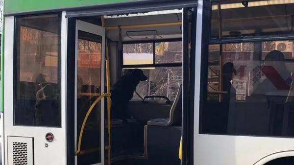 У Слов'янську на тролейбусі самотньо катається великий собака - 20 січня 2026 :: Донеччина