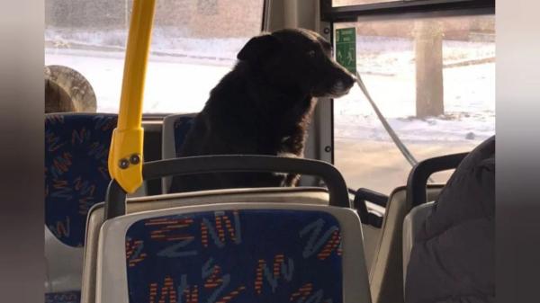 У Слов'янську на тролейбусі самотньо катається великий собака - 20 січня 2026 :: Донеччина