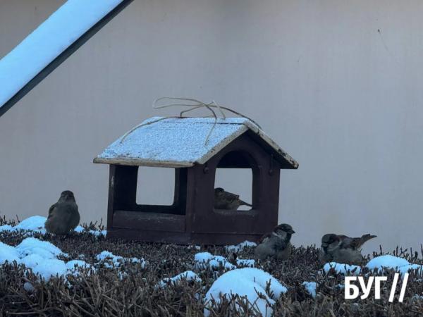 Фото дня: зимівля птахів у Нововолинську | Новини Нововолинська