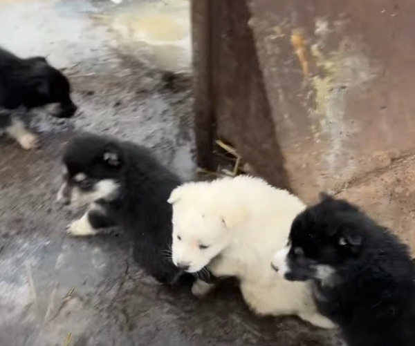 Дрон наздогнав машину під час евакуації тварин на Донеччині, волонтери продовжили порятунок під обстрілом - 18 лютого 2026 :: Донеччина