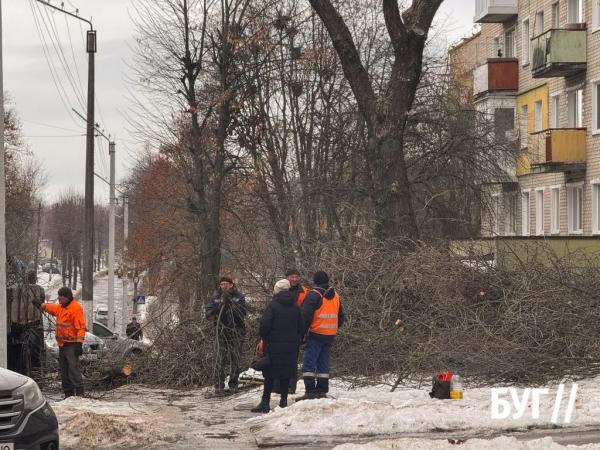 Фото дня: у Нововолинську комунальне підприємство &laquo;УЖК-1&raquo; кронує дерева напередодні весни | Новини Нововолинська