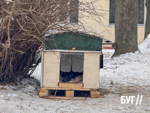 Фото дня: маленький прихисток для чотирилапого у Нововолинську | Новини Нововолинська