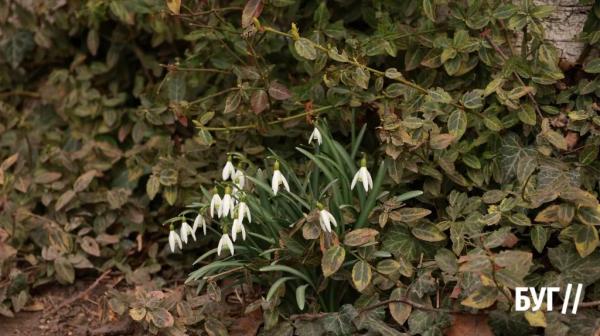 Фото дня: весняна краса у Нововолинську, розквітли перші підсніжники | Новини Нововолинська