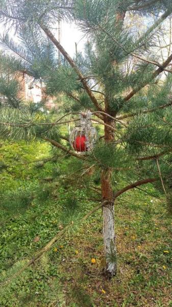 Фото дня: новорічний настрій не відпускає Нововолинськ | Новини Нововолинська