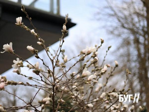 Фото дня: у Нововолинську розцвіла магнолія | Новини Нововолинська