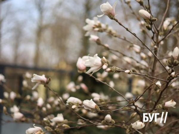 Фото дня: у Нововолинську розцвіла магнолія | Новини Нововолинська