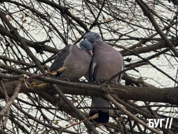 Фото дня: весна у Нововолинську та нагадування про відповідальність за природу | Новини Нововолинська