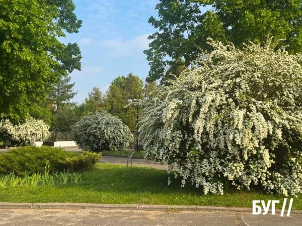 Фото дня: у Нововолинську зацвіли &laquo;наречені&raquo; | Новини Нововолинська