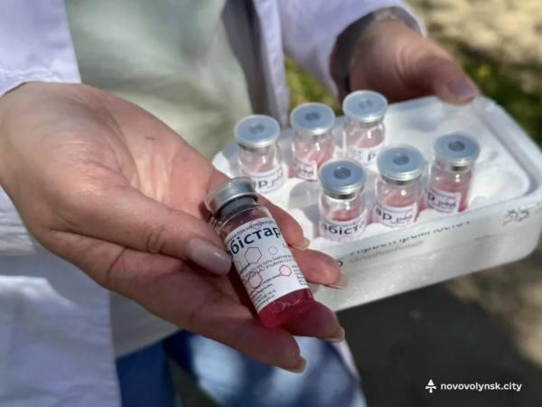 У Нововолинську провакцинували від сказу понад 30 домашніх улюбленців | Новини Нововолинська