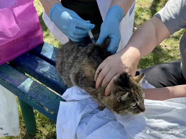 У Нововолинську провакцинували від сказу понад 30 домашніх улюбленців | Новини Нововолинська