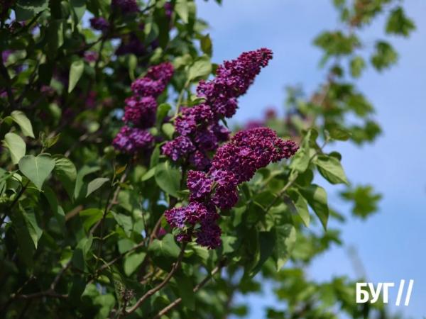 Фото дня: у Нововолинську розпочався сезон бузку | Новини Нововолинська