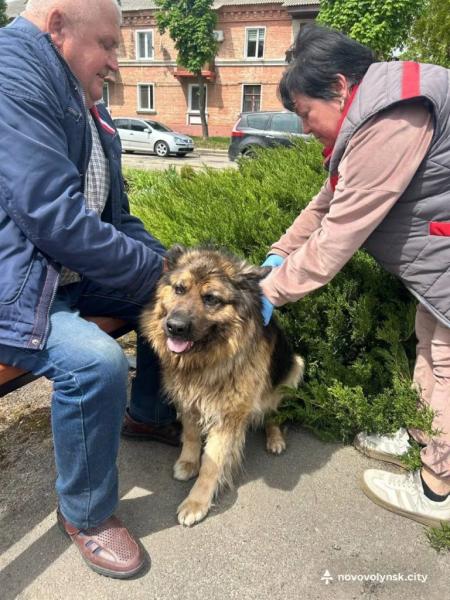 У Благодатному провели безкоштовну вакцинацію тварин проти сказу | Новини Нововолинська
