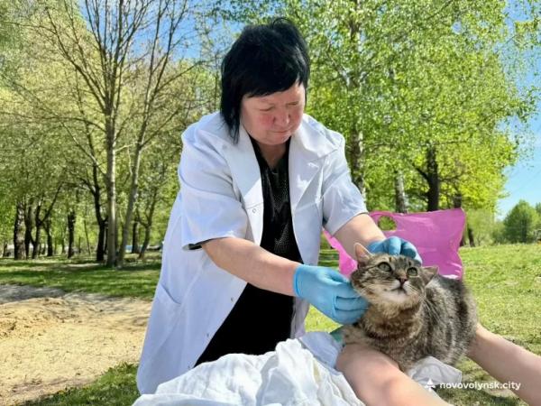 У Нововолинську провакцинували від сказу понад 30 домашніх улюбленців | Новини Нововолинська