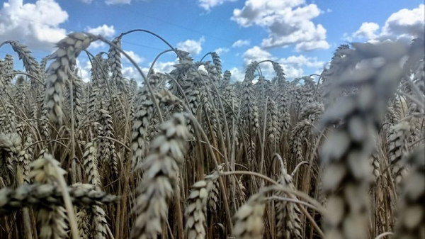 Ягоди, помідори, теплиці з квітами і гектари зернових: як господарює родина фермерів з Нововолинської громади | Новини Нововолинська