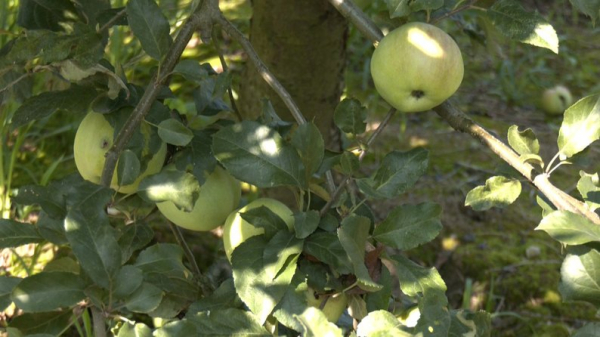 Ягоди, помідори, теплиці з квітами і гектари зернових: як господарює родина фермерів з Нововолинської громади | Новини Нововолинська