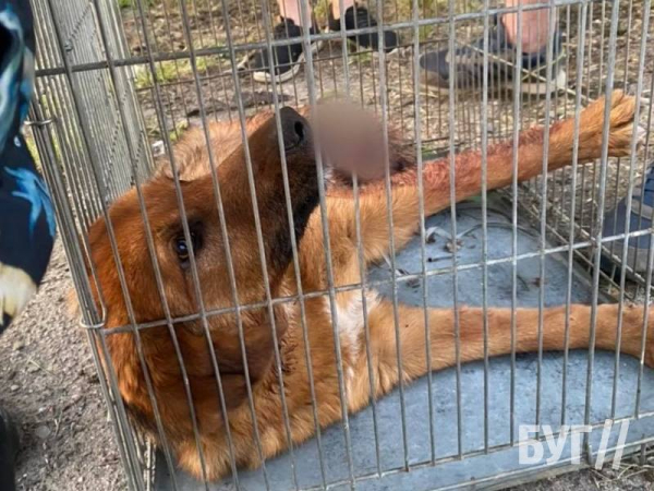 Врятуйте та подаруйте прихисток собачці, яку збили на трасі у Нововолинську та лишили помирати | Новини Нововолинська