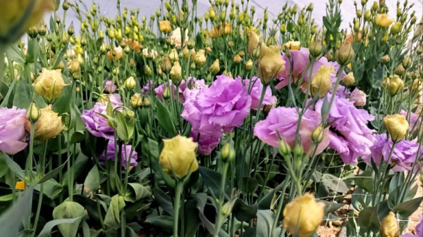 Ягоди, помідори, теплиці з квітами і гектари зернових: як господарює родина фермерів з Нововолинської громади | Новини Нововолинська