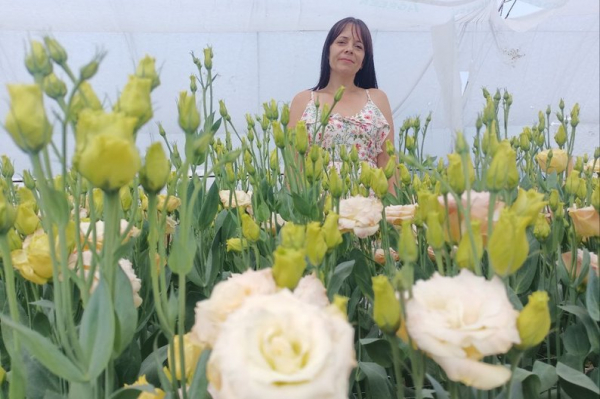 Ягоди, помідори, теплиці з квітами і гектари зернових: як господарює родина фермерів з Нововолинської громади | Новини Нововолинська