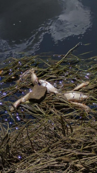 Щука, окунь, сом, раки: в річці Західний Буг біля Литовежа – масова загибель риби | Новини Нововолинська