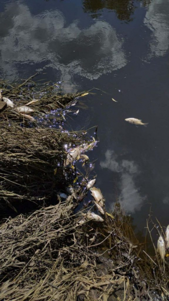 Щука, окунь, сом, раки: в річці Західний Буг біля Литовежа – масова загибель риби | Новини Нововолинська