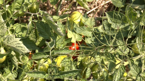Ягоди, помідори, теплиці з квітами і гектари зернових: як господарює родина фермерів з Нововолинської громади | Новини Нововолинська